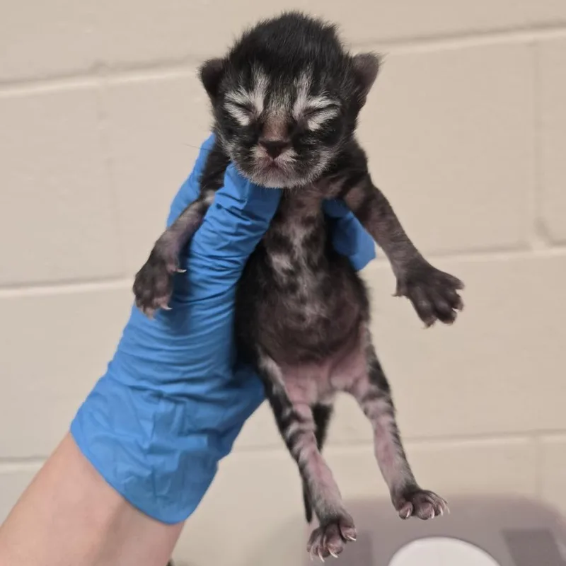 A baby small-sized male Brown / Chocolate Domestic Short Hair cat named Hawaiian for adoption in Reno, NV