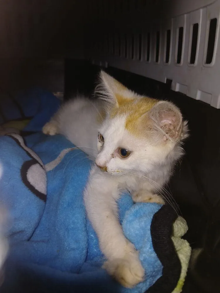 A baby small-sized male Orange & White Domestic Medium Hair cat named Link for adoption in Lake Wylie, SC