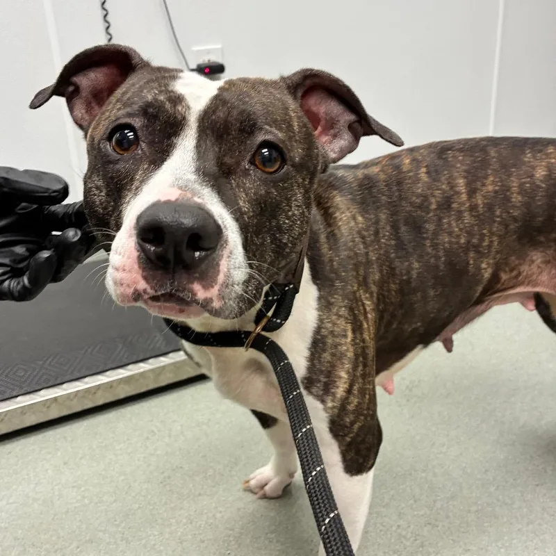 A young medium-sized female Brindle Terrier dog named Dulcie for adoption in Abilene, TX