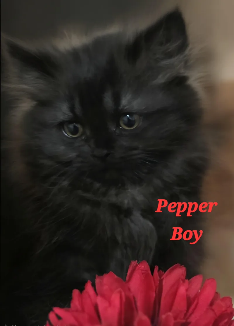 A baby small-sized male Persian cat named Pepper for adoption in Snow Hill, MD