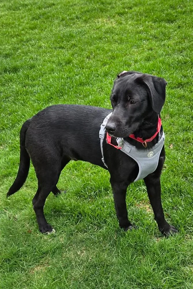 A young large-sized male Tricolor (Brown, Black, & White) Labrador Retriever dog named Ditka for adoption in Mundelein, IL