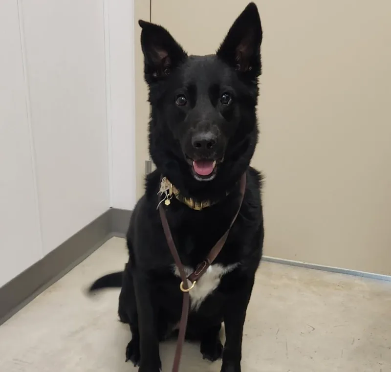 An adult large-sized female Labrador Retriever dog named Piper for adoption in Loveland, CO