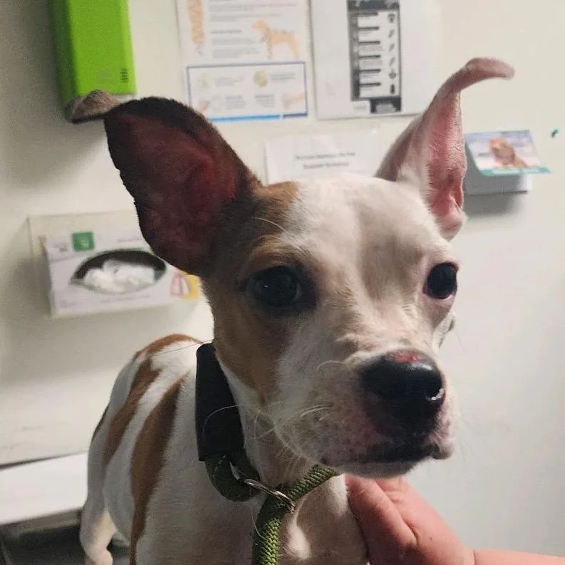 An adult small-sized female White / Cream Mixed Breed dog named Peewee for adoption in Charleston, WV