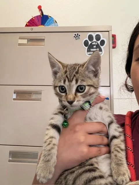 A baby small-sized female Domestic Short Hair cat named Piggy for adoption in Santa Maria, CA