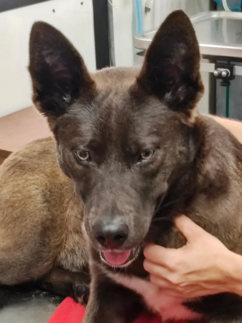 An adult medium-sized male Black German Shepherd Dog dog named Poe for adoption in Manning, SC