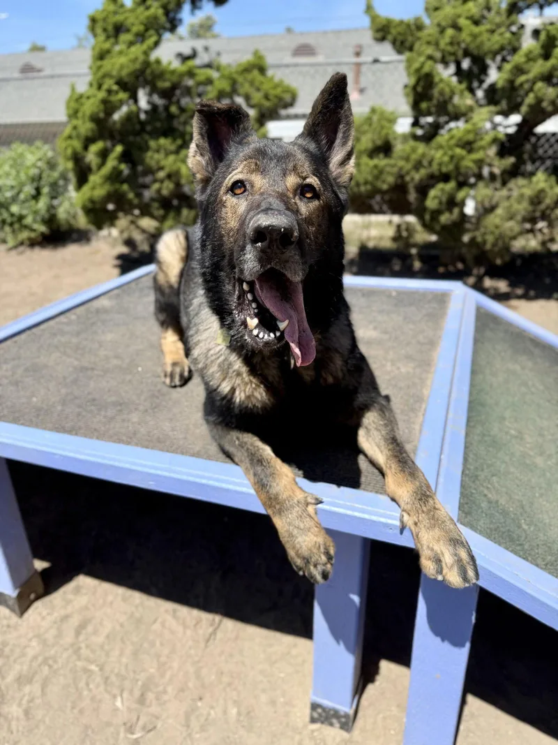 An adult extra large-sized male German Shepherd Dog dog named Zion for adoption in Seal Beach, CA