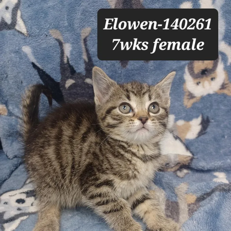 A baby small-sized female Domestic Short Hair cat named Elowen for adoption in New Tazewell, TN