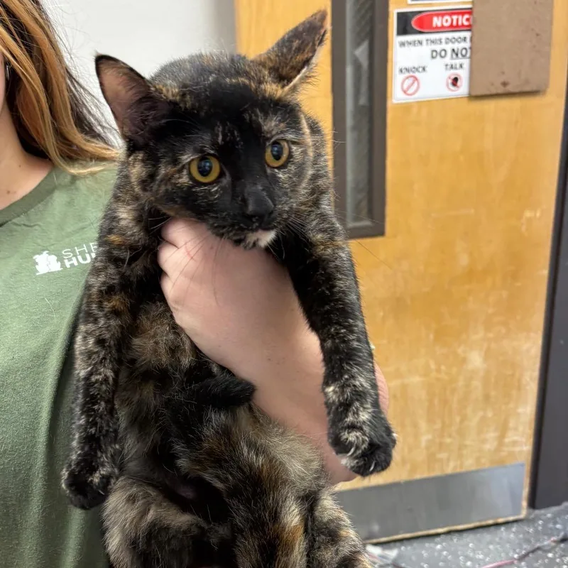 A young medium-sized female Black Domestic Short Hair cat named Yoyo for adoption in Columbiana, AL