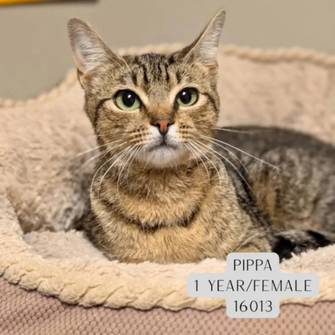 An adult medium-sized female Tabby (Brown / Chocolate) Domestic Short Hair cat named Pippa for adoption in Supply, NC