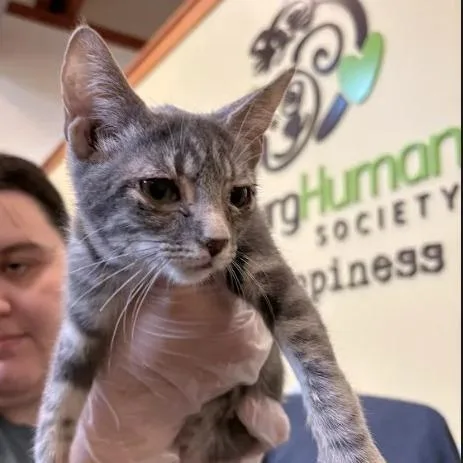 A baby small-sized female Gray / Blue / Silver Domestic Short Hair cat named Swedish Chef for adoption in Lynchburg, VA