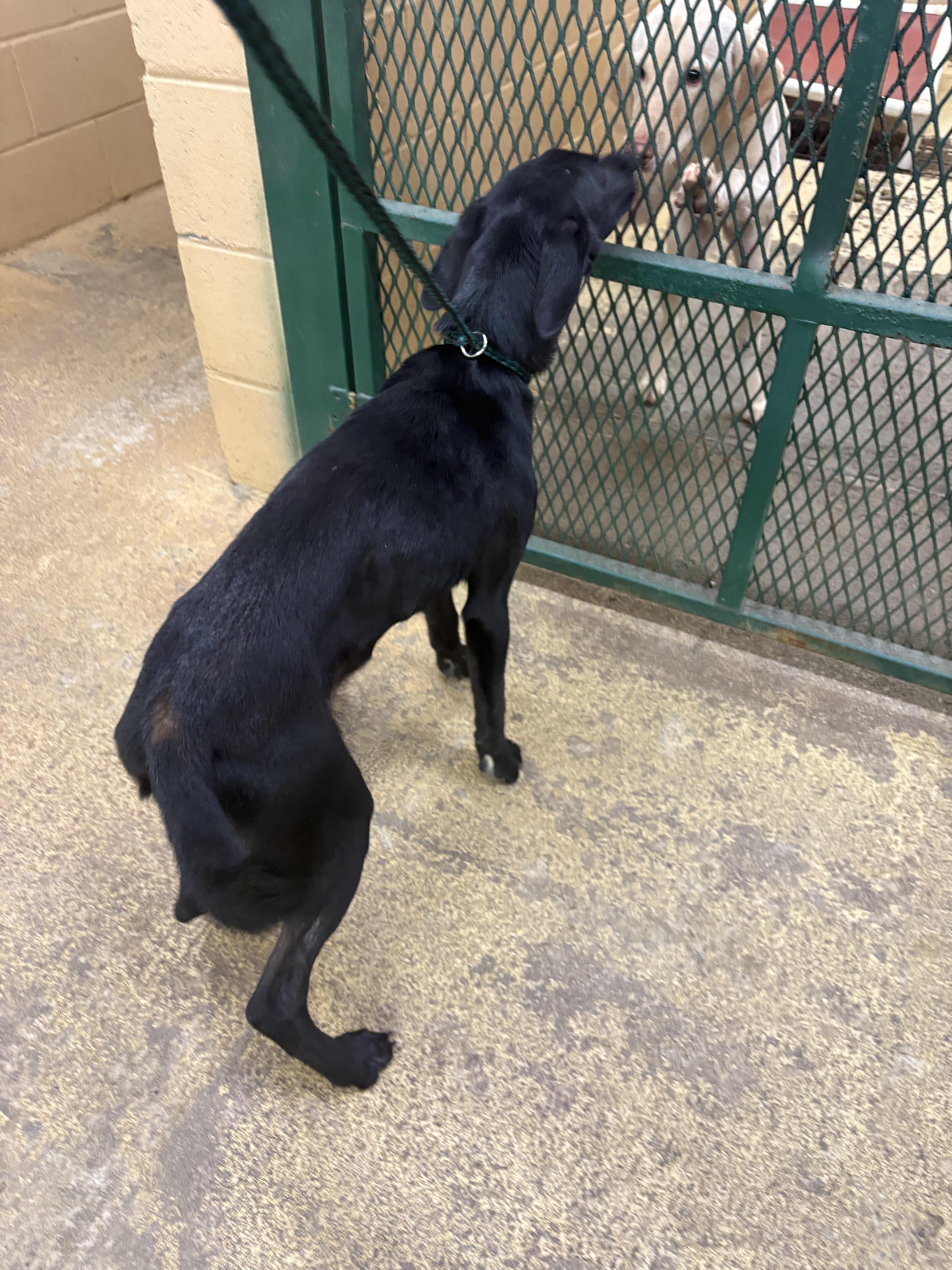 A young medium-sized female Black Labrador Retriever dog named Jamie for adoption in Monticello, GA