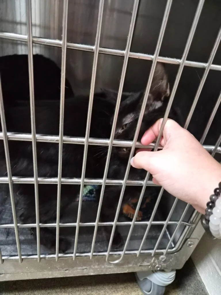 A young medium-sized male Domestic Short Hair cat named Dadecat for adoption in Rome, GA