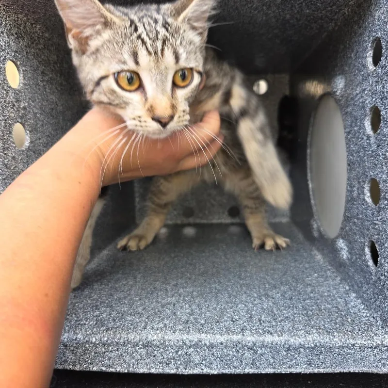 A baby small-sized female Brown / Chocolate Domestic Short Hair cat named Dottie for adoption in Birmingham, AL