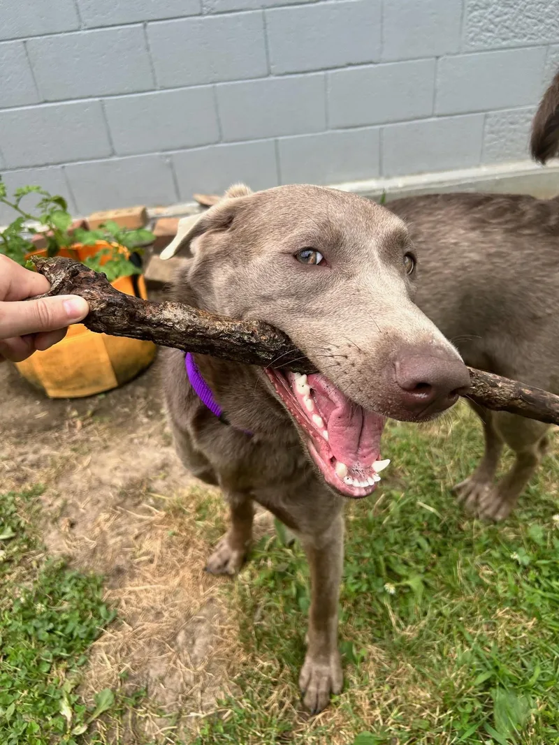 A young medium-sized female Gray / Blue / Silver Labrador Retriever dog named Dolly for adoption in Indianapolis, IN