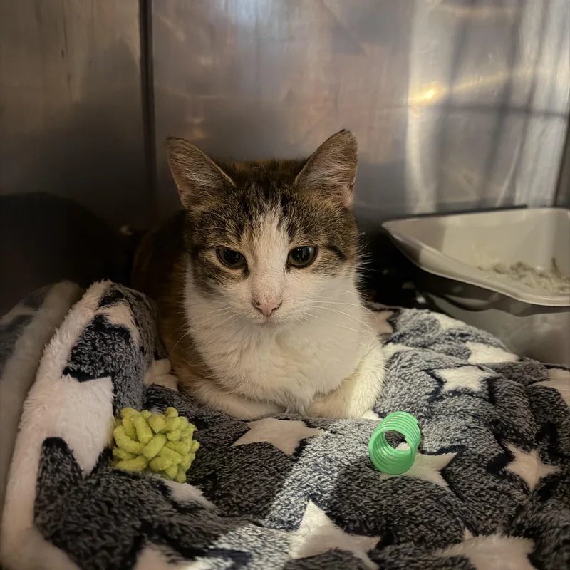 An adult medium-sized female Calico Domestic Short Hair cat named Kyoko for adoption in warren, OH