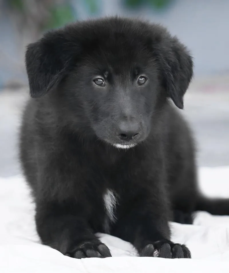 Arlo von Bexbach