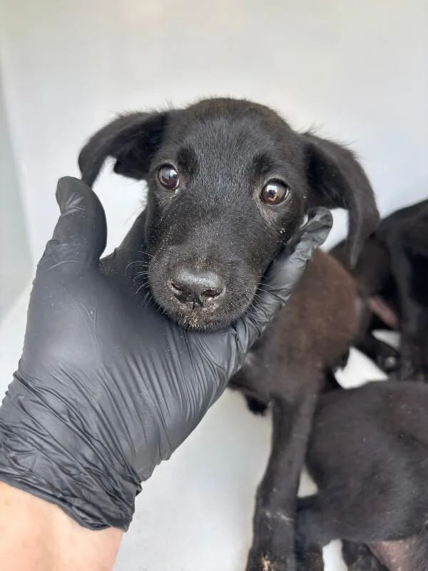 A young small-sized female Black Labrador Retriever dog named Francis for adoption in Mobile, AL