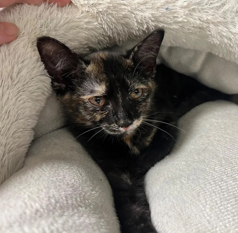 A baby medium-sized female Domestic Short Hair cat named Vexen for adoption in Greeneville, TN