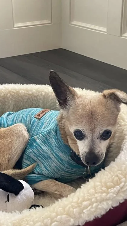 Peanut Brittle thumbnail 2