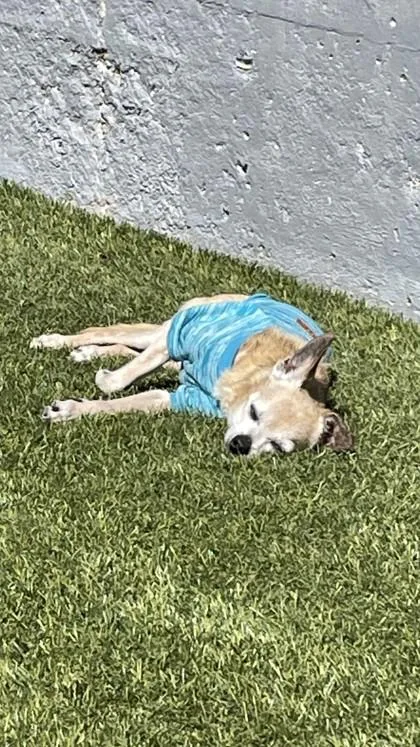 Peanut Brittle thumbnail 3