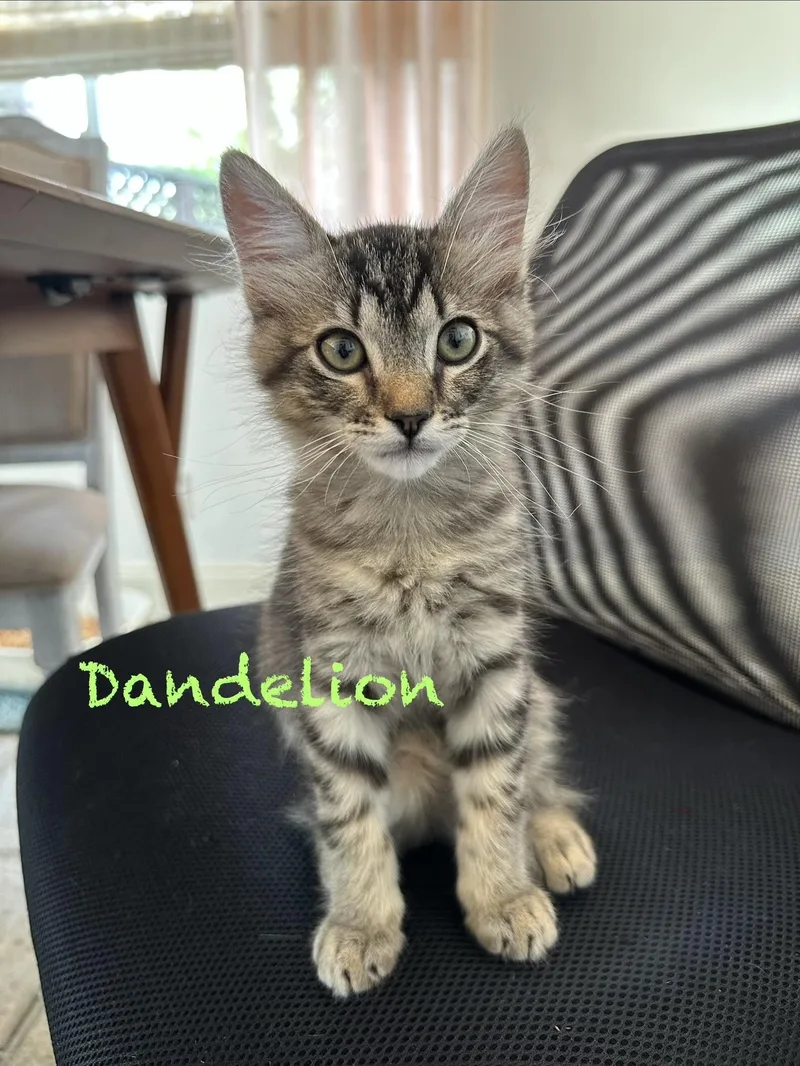 A baby large-sized male Tabby (Gray / Blue / Silver) Domestic Short Hair cat named Dandelion for adoption in Vallejo , CA