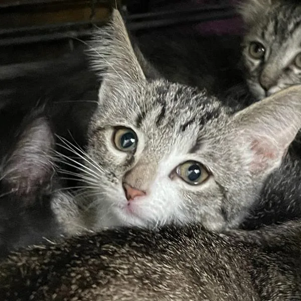 A baby small-sized female Domestic Short Hair cat named Willow for adoption in Des Moines, IA