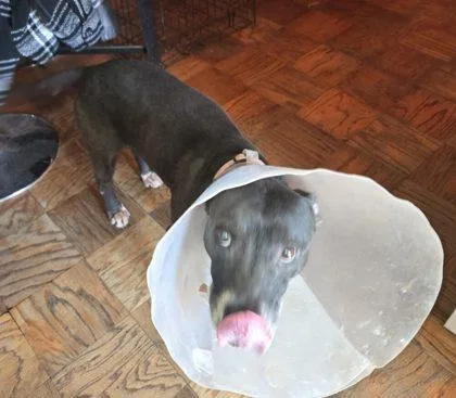 An adult large-sized female Mixed Breed dog named Candyland for adoption in West Chester, PA