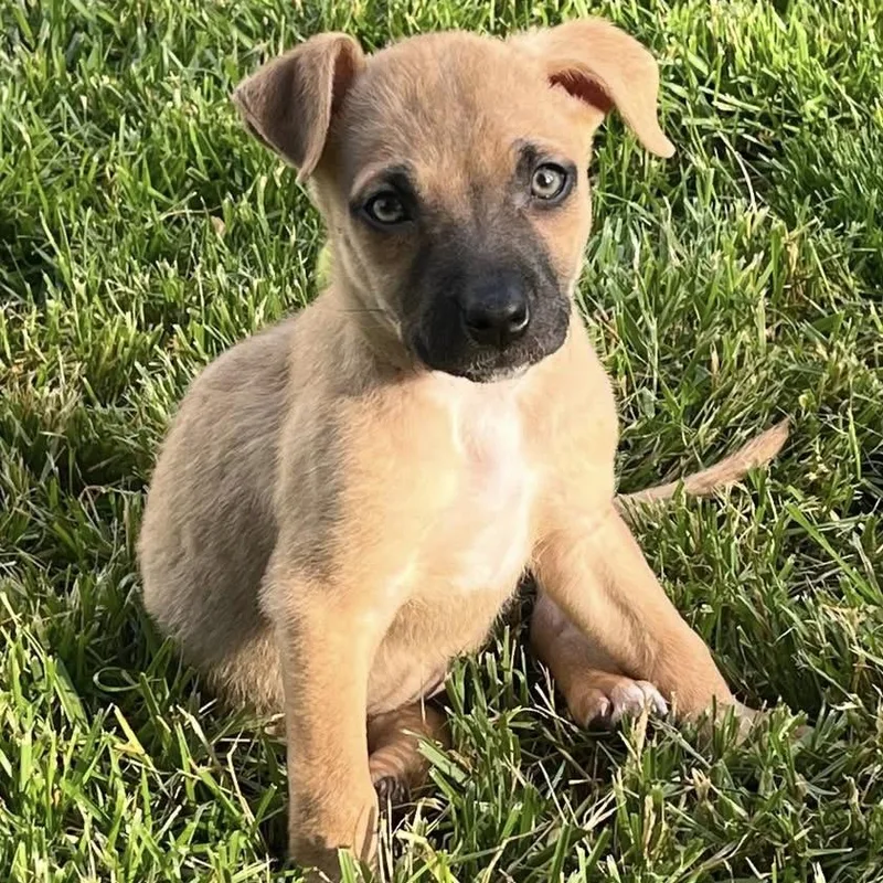 A baby medium-sized male Hound dog named Bean for adoption in Ellicott City, MD
