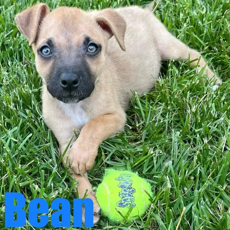 Bean thumbnail 4