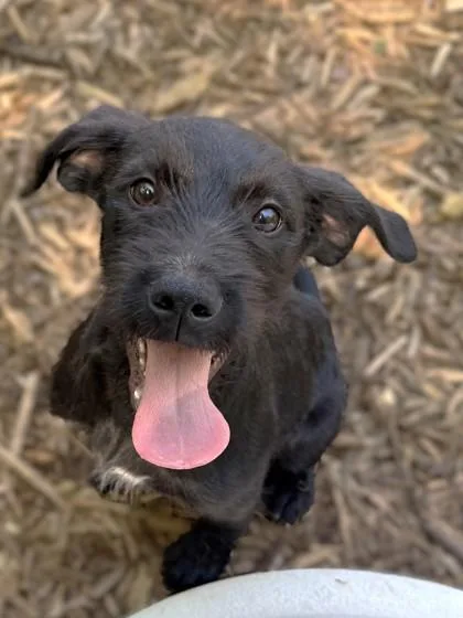 A baby small-sized male Labrador Retriever dog named Junior for adoption in Cumming, GA