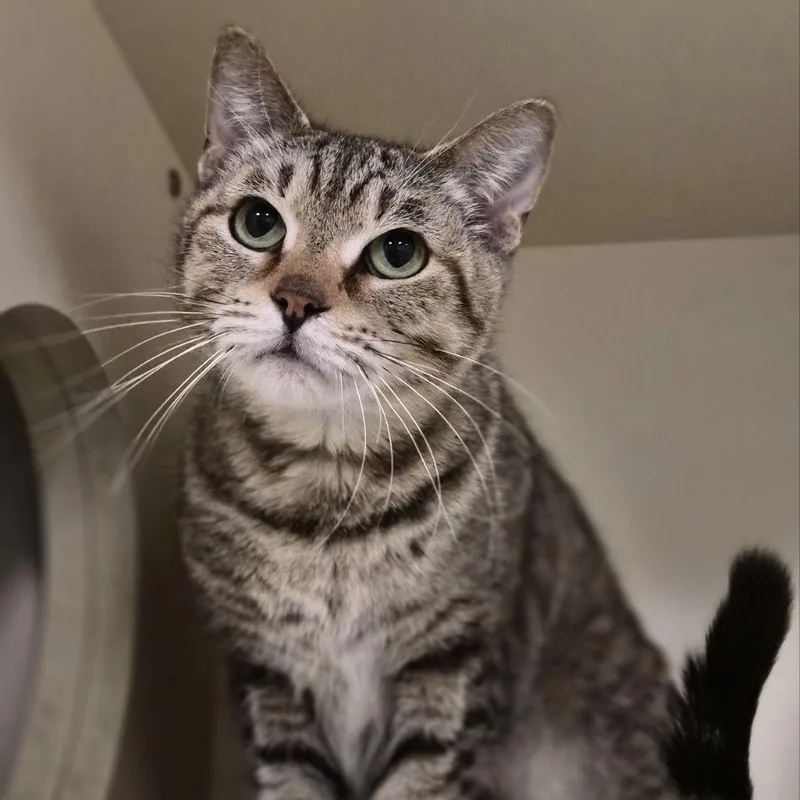 A senior medium-sized female Brown / Chocolate Domestic Short Hair cat named Seraphina for adoption in South Elgin, IL