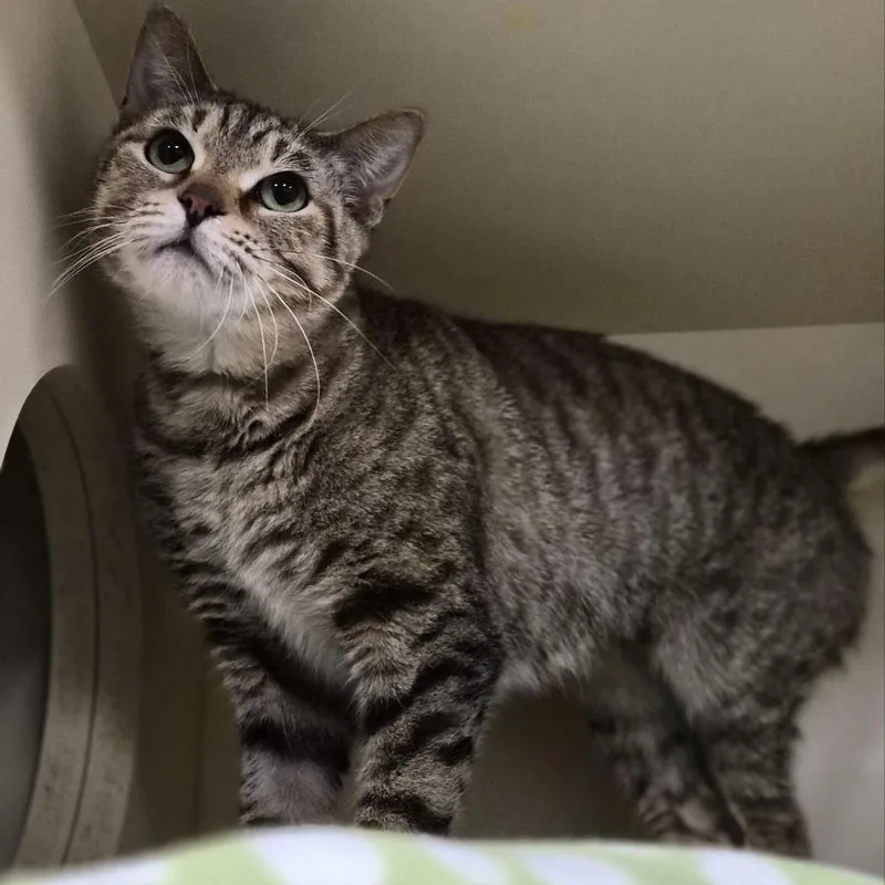 Seraphina thumbnail 2