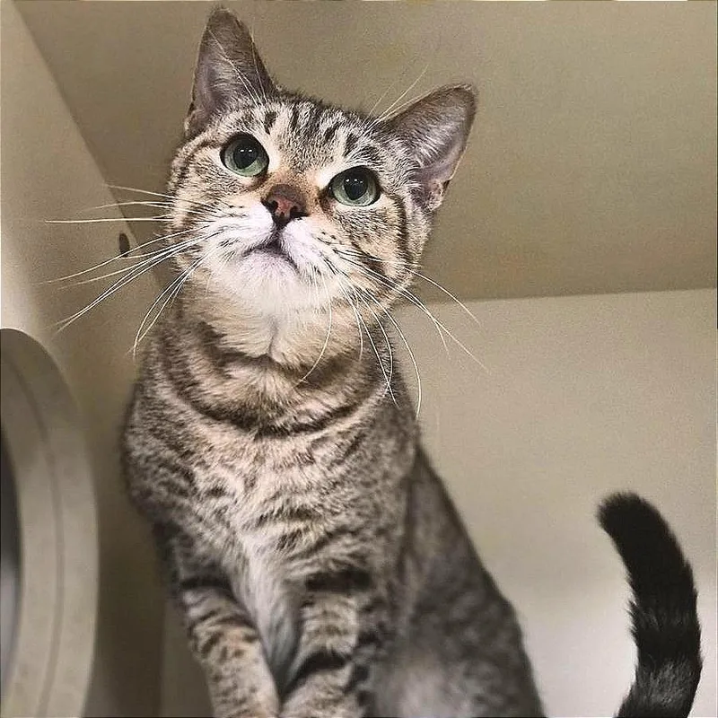 Seraphina thumbnail 3