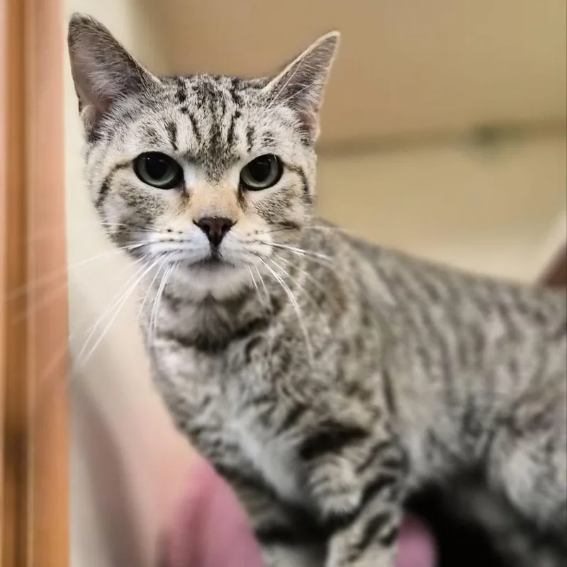 Seraphina thumbnail 4