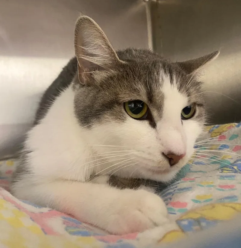 A young medium-sized female Domestic Short Hair cat named Inara for adoption in Fall River, MA