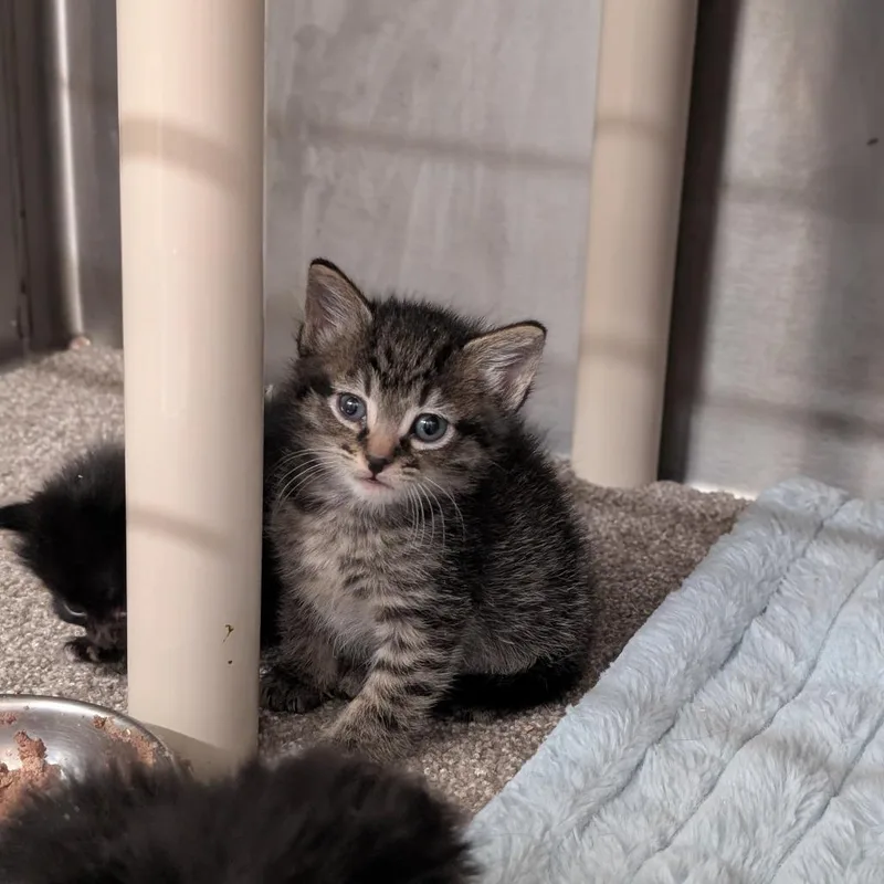 A baby small-sized female Domestic Short Hair cat named Miso for adoption in Sand Springs, OK