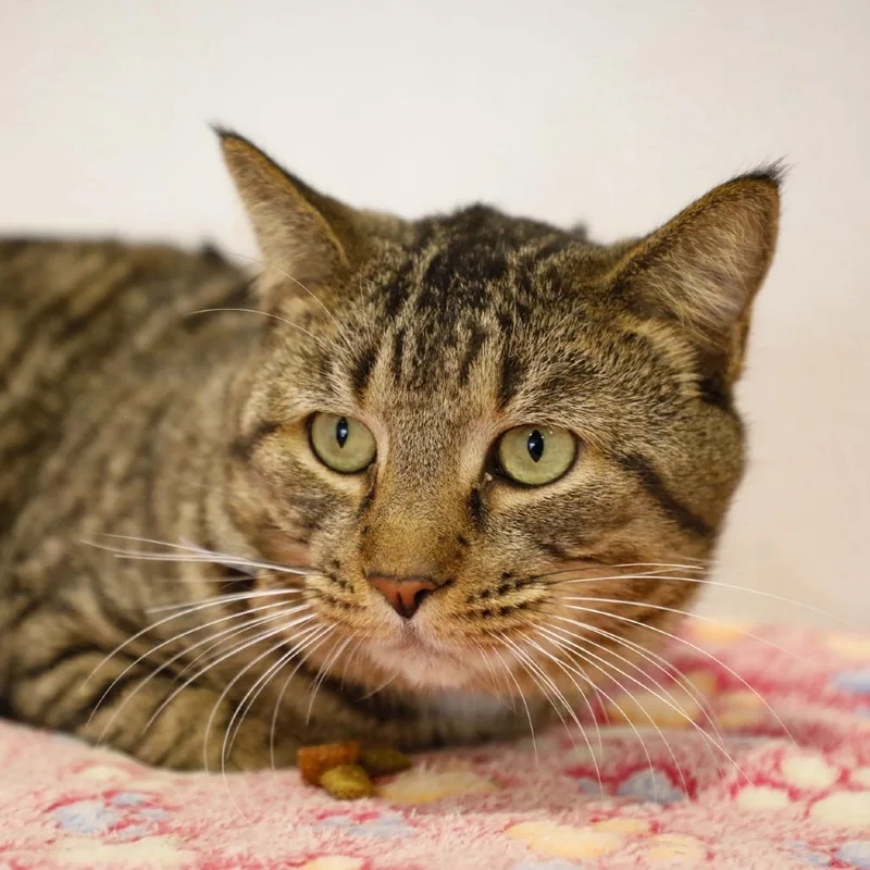 An adult large-sized male Black Domestic Short Hair cat named Benny for adoption in Tampa, FL