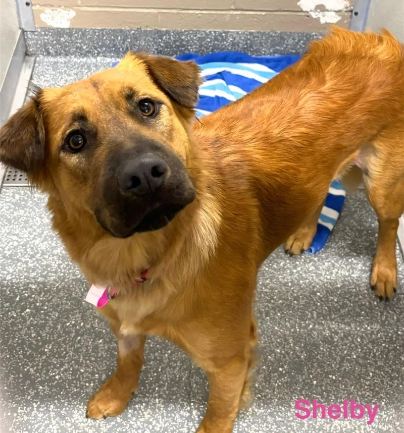 An adult medium-sized female Retriever dog named Shelby for adoption in Las Vegas, NV