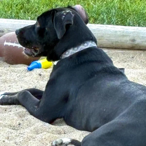 A baby small-sized female Terrier dog named Coraline for adoption in Des Moines, IA