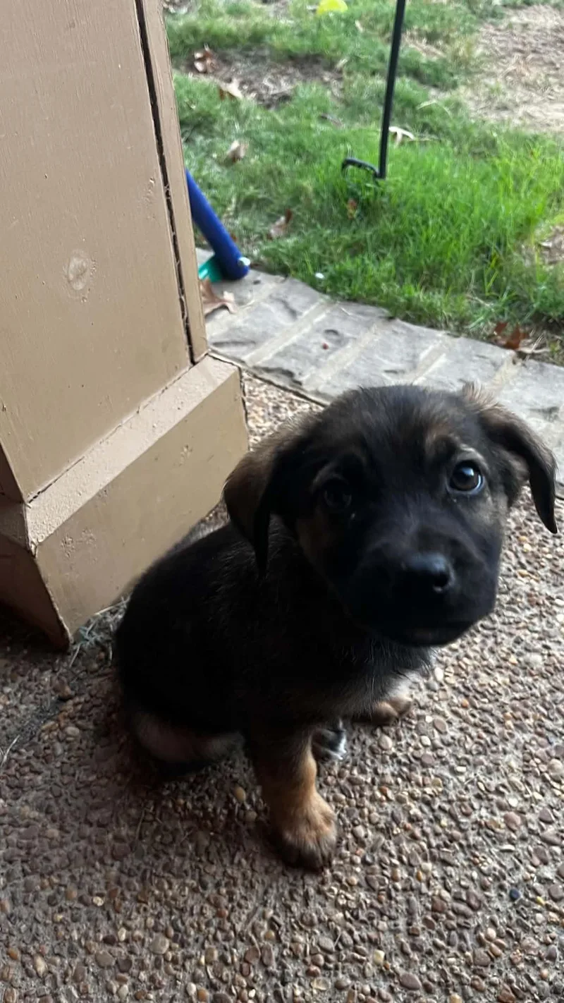 A baby medium-sized male Golden Retriever dog named Henry for adoption in Cordova, TN