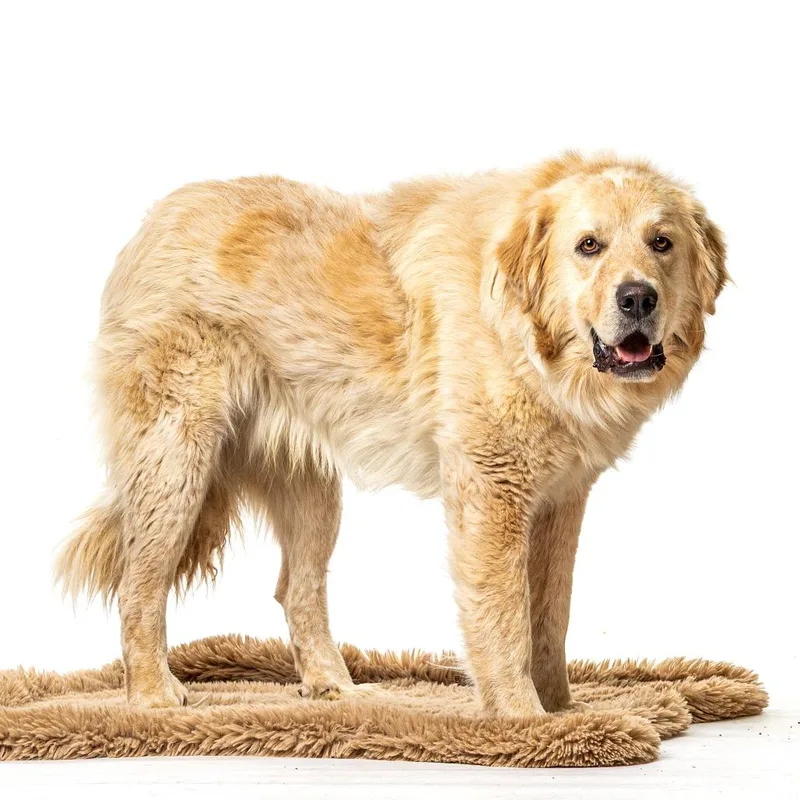 An adult large-sized male White / Cream Great Pyrenees dog named Gloop for adoption in Reno, NV