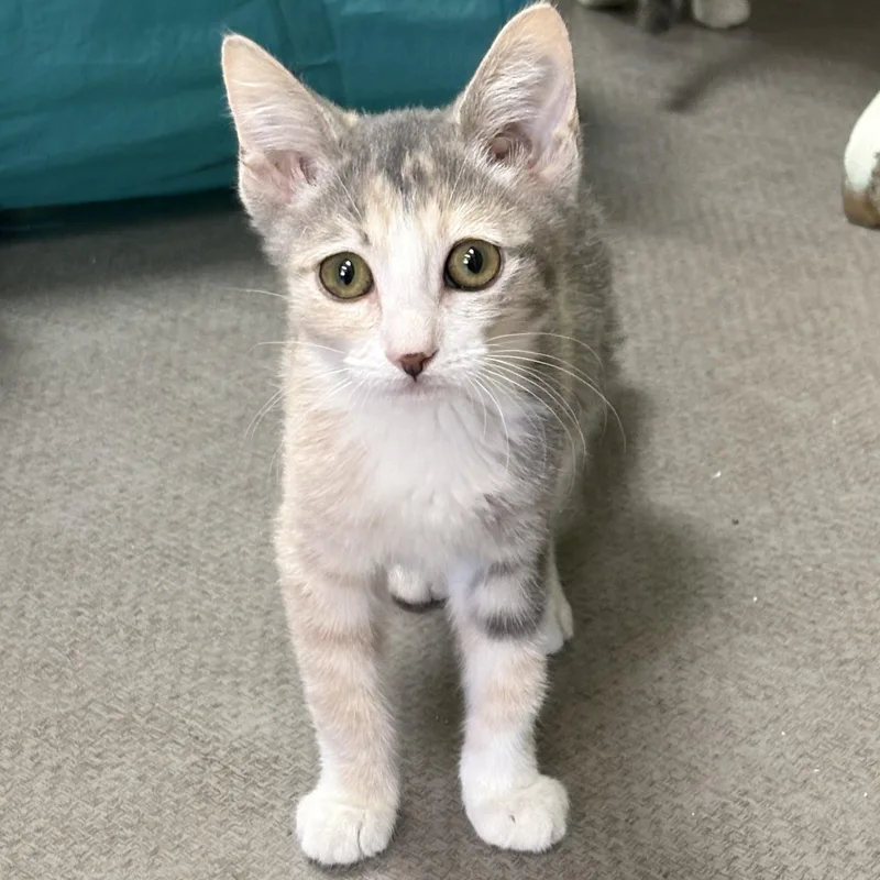 A young small-sized female Domestic Short Hair cat named Louise for adoption in Grass Valley, CA