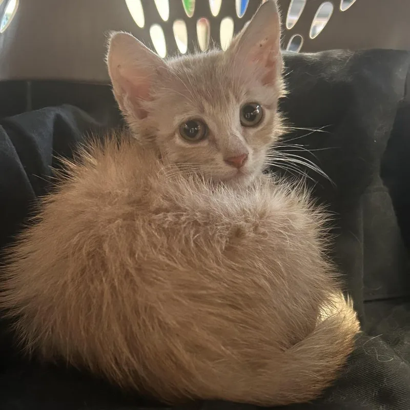 A baby small-sized male Orange / Red Domestic Short Hair cat named Gato for adoption in Webster, TX