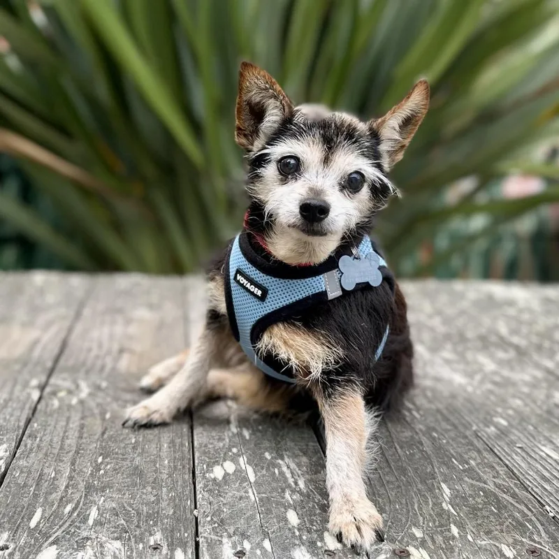 A senior small-sized female Terrier dog named Tulle for adoption in Pacific Grove, CA
