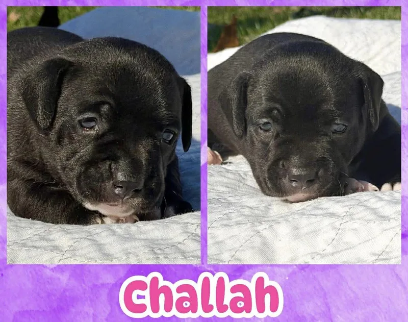 A baby small-sized female Black Chihuahua dog named Challah for adoption in Ringwood, NJ