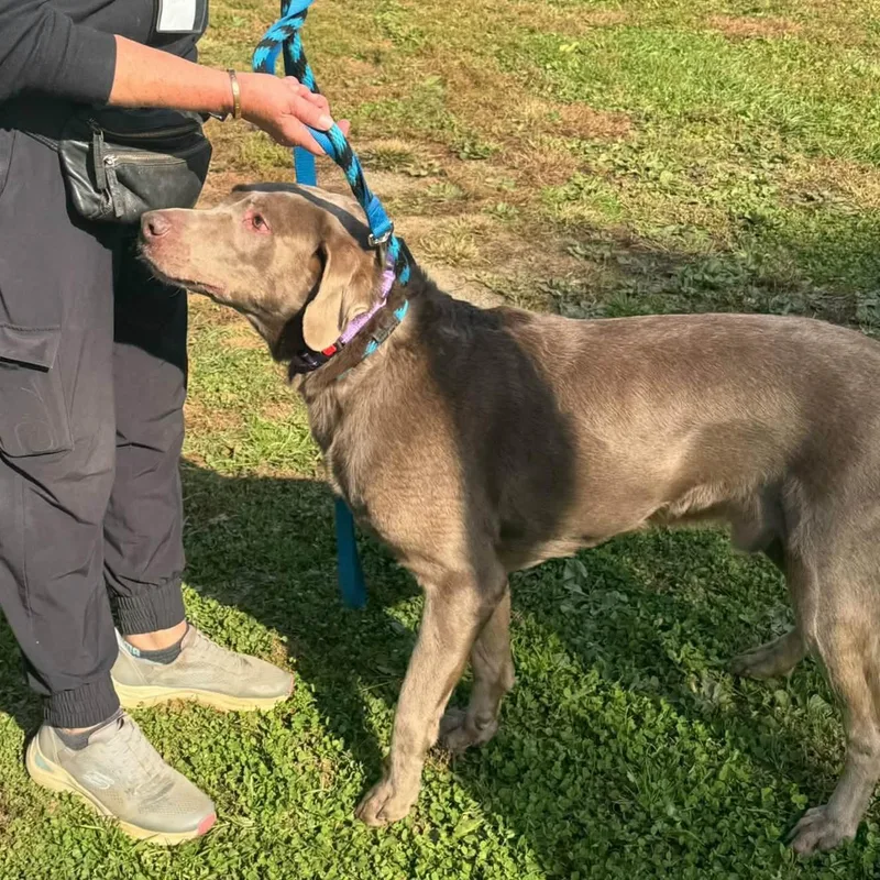 An adult large-sized male Gray / Blue / Silver Labrador Retriever dog named Bandit for adoption in Phoenixville, PA