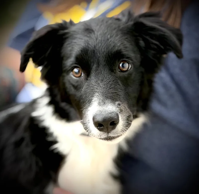 A baby medium-sized male Black Border Collie dog named Minor for adoption in Seymour, IN