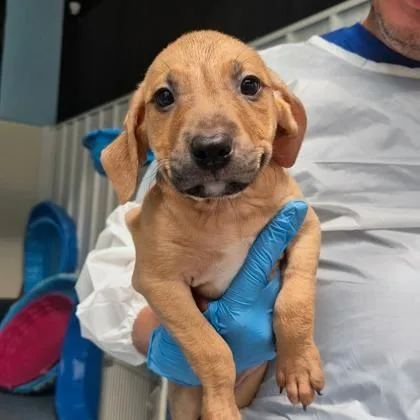 A baby large-sized male Rhodesian Ridgeback dog named Ford for adoption in Morton Grove, IL