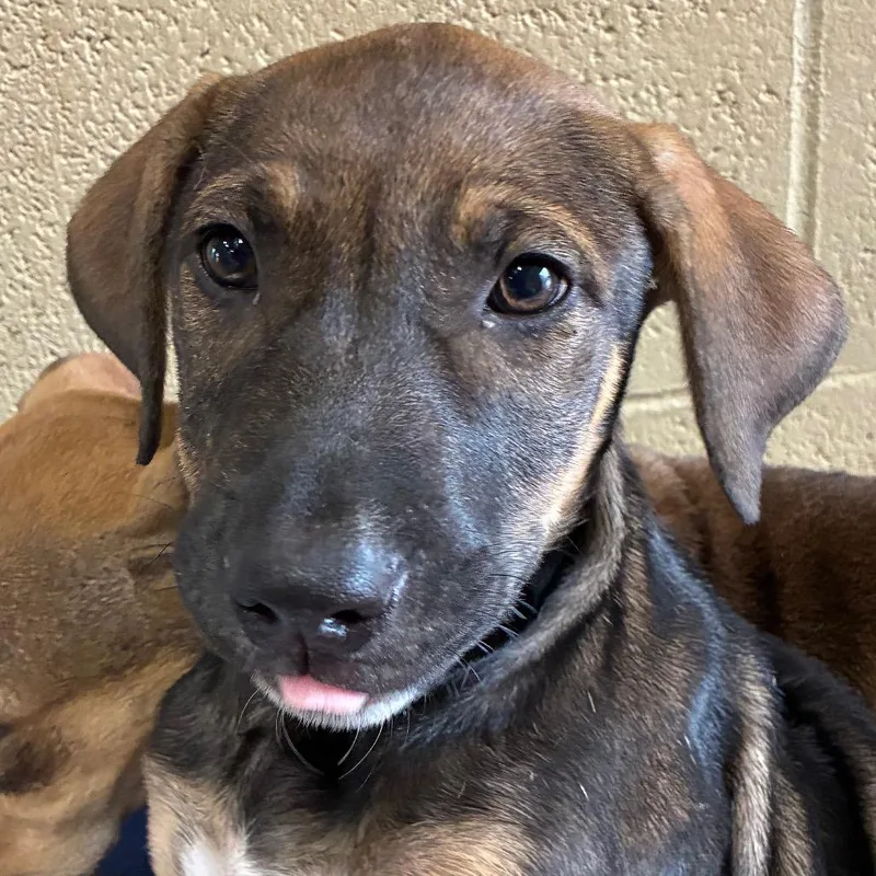 A baby small-sized female Yellow / Tan / Blond / Fawn Hound dog named Sage for adoption in Bronson, FL