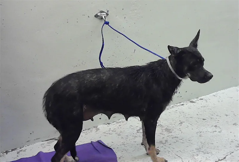 An adult extra large-sized female German Shepherd Dog dog named Paris for adoption in Houston, TX